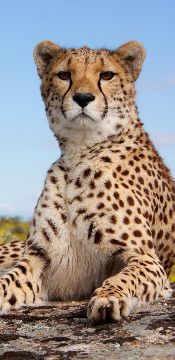 cheetah гепард