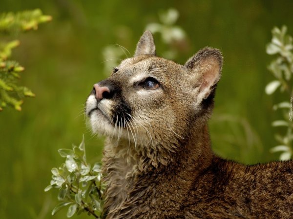 puma concolor costaricensis
