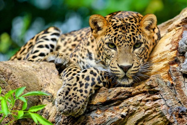 ягуар дикий jaguar wild