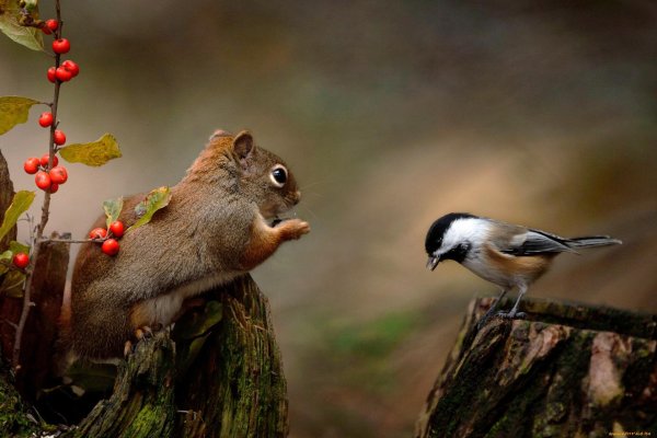 белка и птица