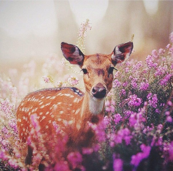 олень в цветах