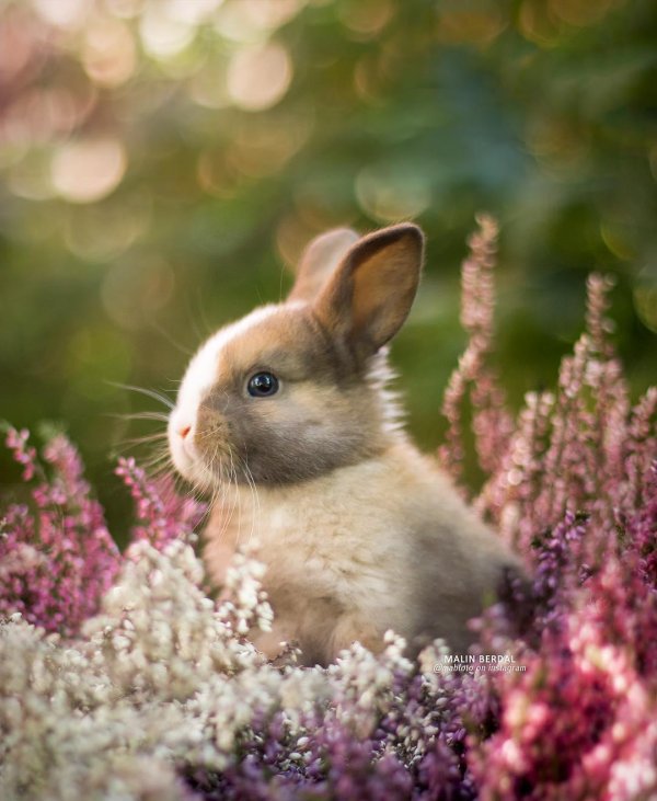 кролик весна