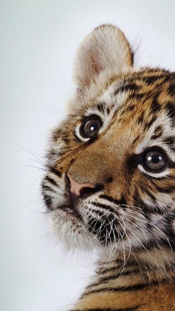 тигренок милый