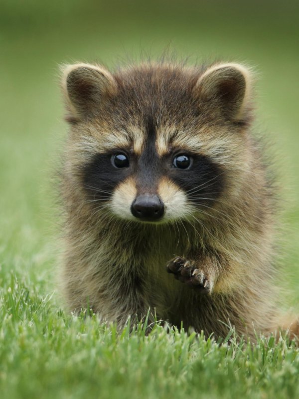 енот маленький