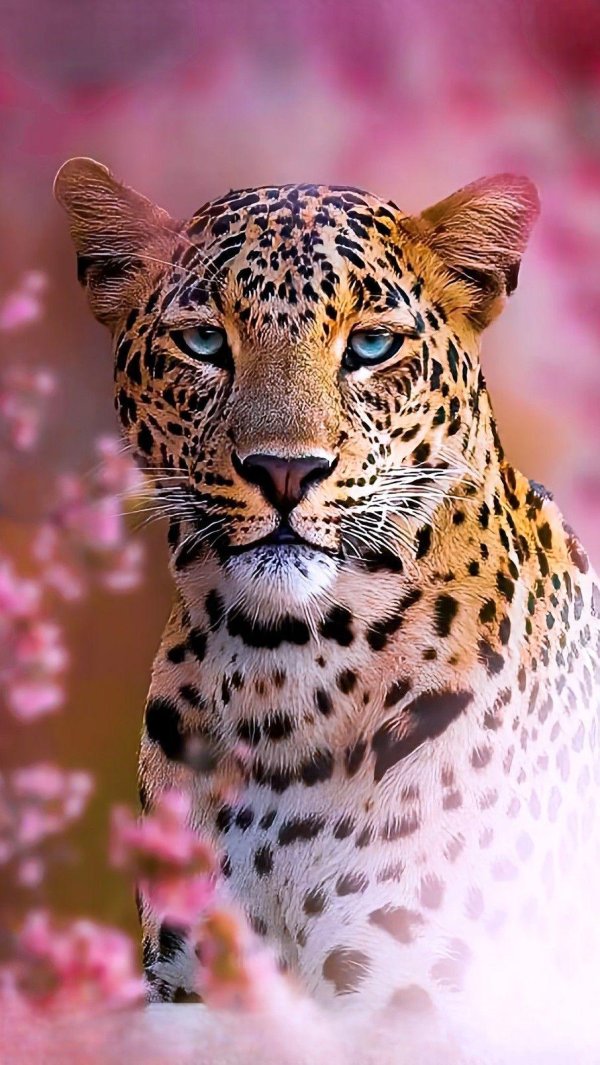 leopard jaguar