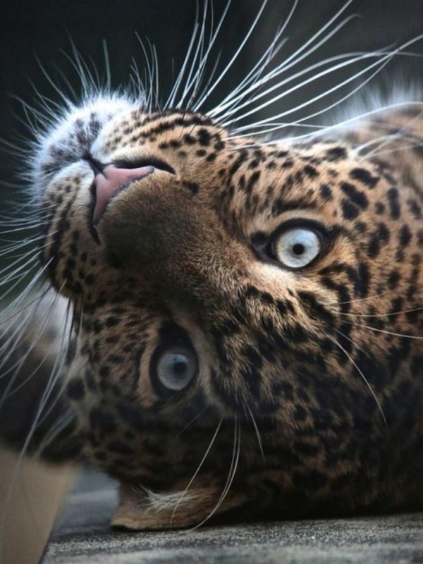 дальневосточный леопард оскал