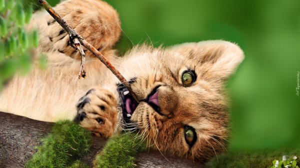 милые львята