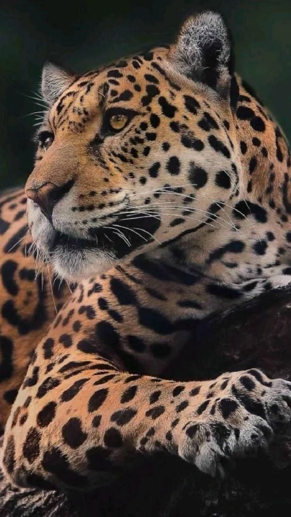 ягуар животное