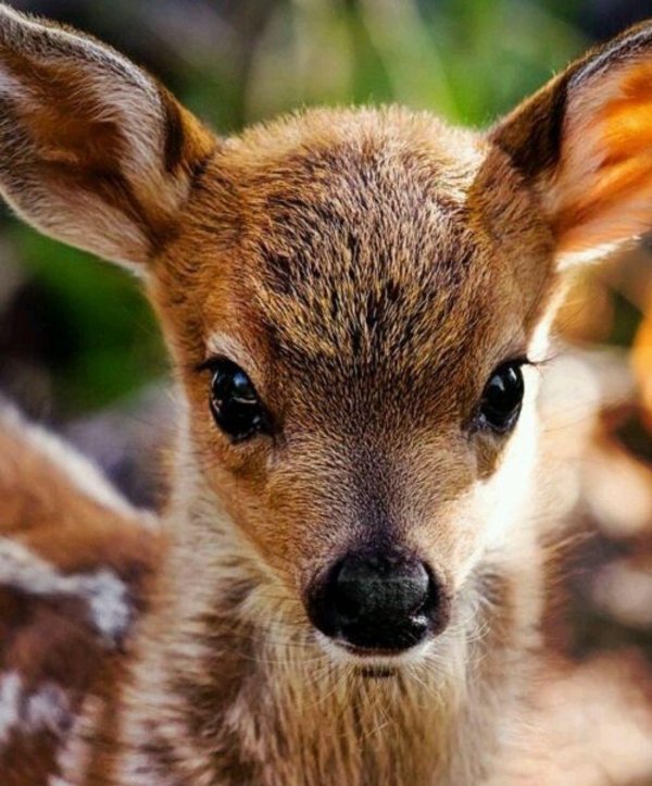 сибирская косуля детеныш