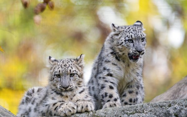 детеныши снежного барса