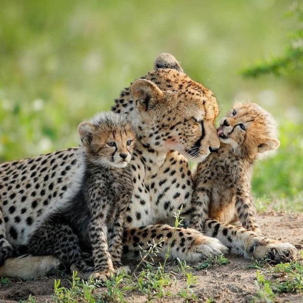 самка гепарда