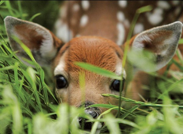 маленькие оленята