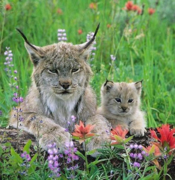 пиренейская рысь