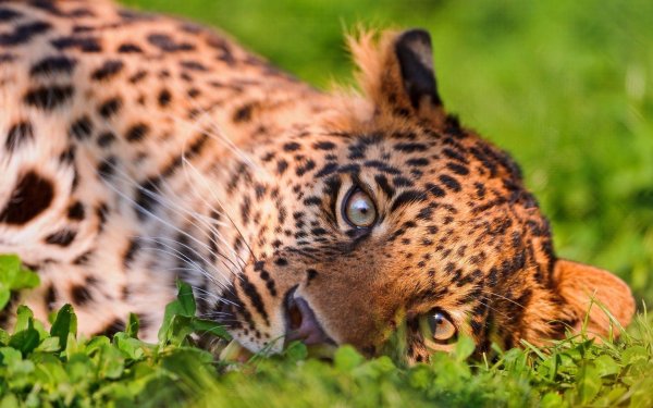 красивый леопард