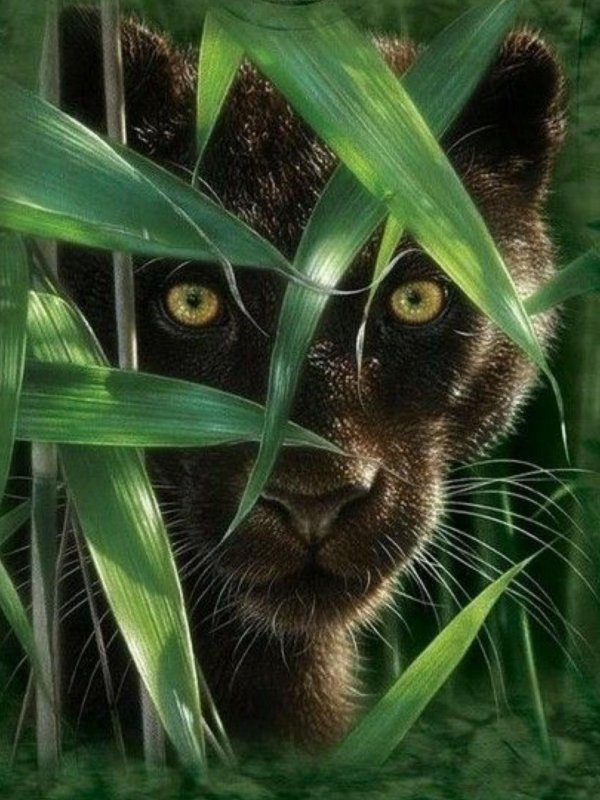 коллин богл