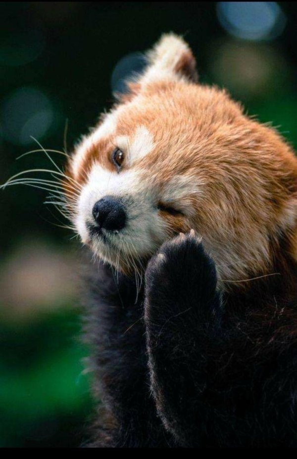 красная панд