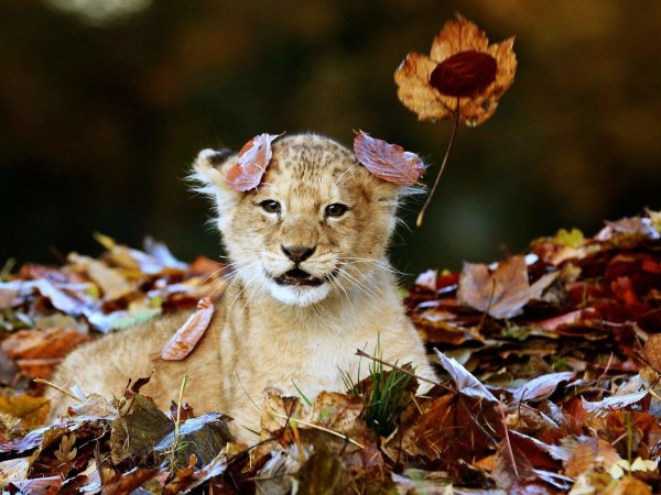 осень звери