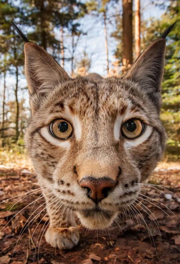 морда животного