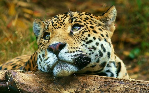 ягуар panthera onca