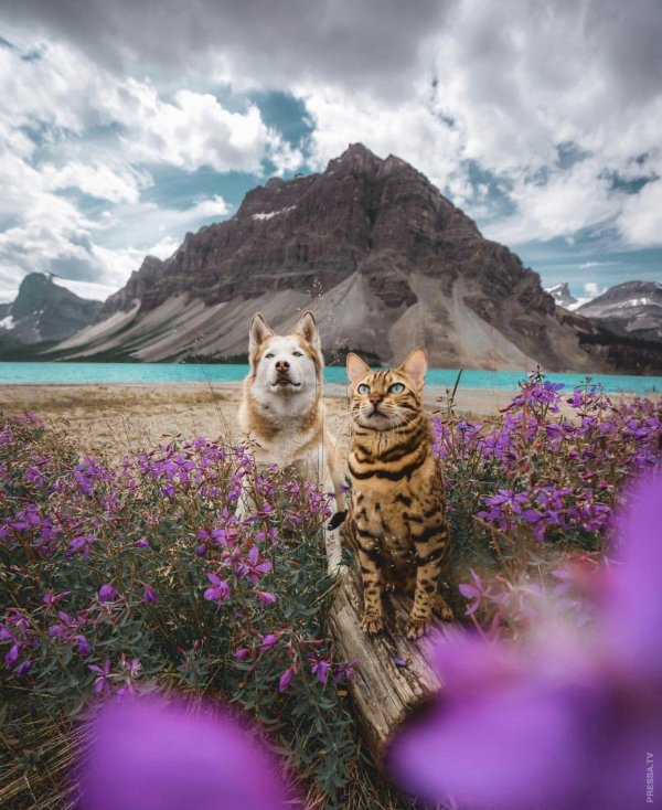 бенгальская кошка