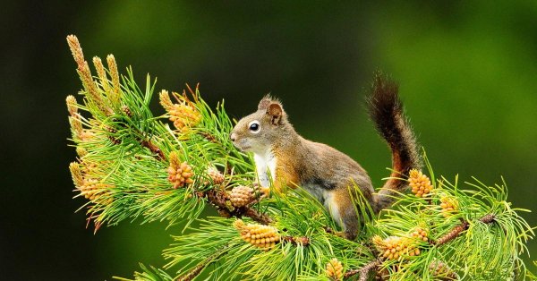 белочка на природе