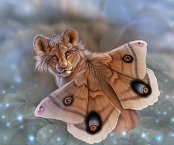 бабочка antheraea polyphemus