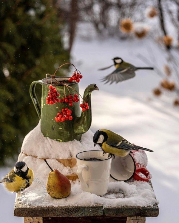 доброго утра зимнего