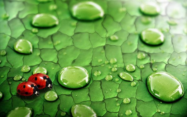 божие коровки