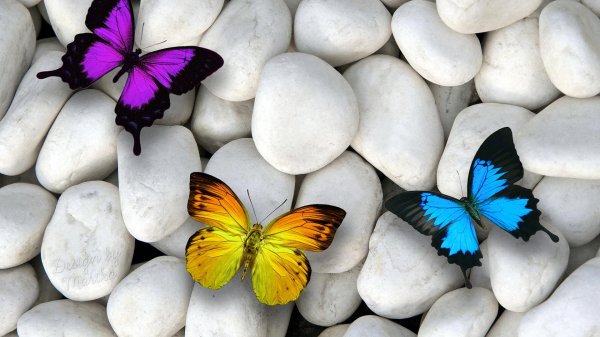 цветная бабочка