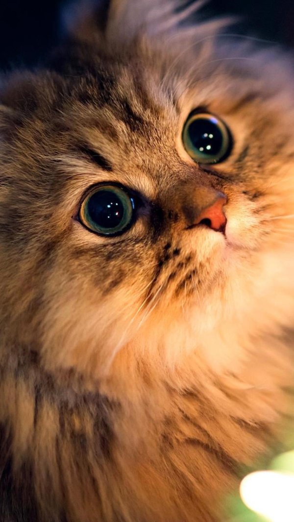 котенок красивый