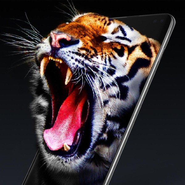 оскал тигра тигра