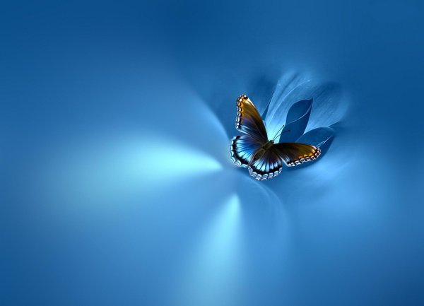 бабочка синий
