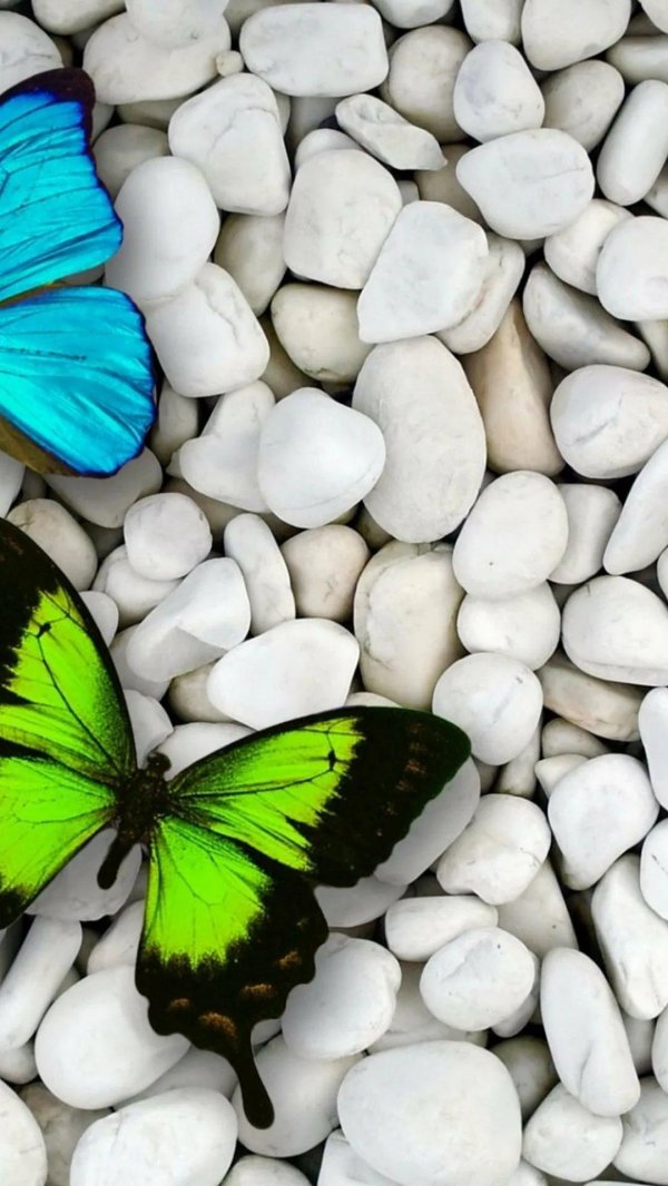 обои с бабочками