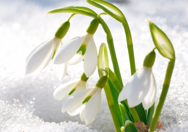 подснежники открытка