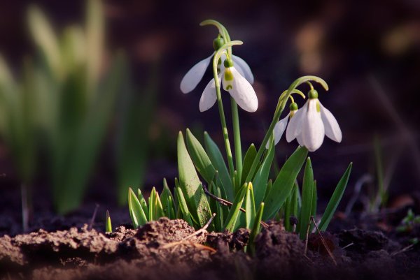 первоцветы подснежники