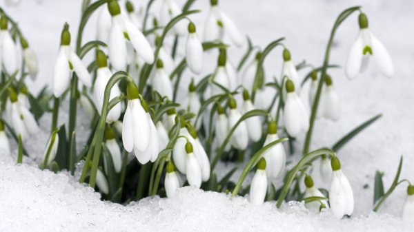 цветок подснежник