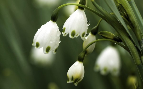 белоцветник карпатский