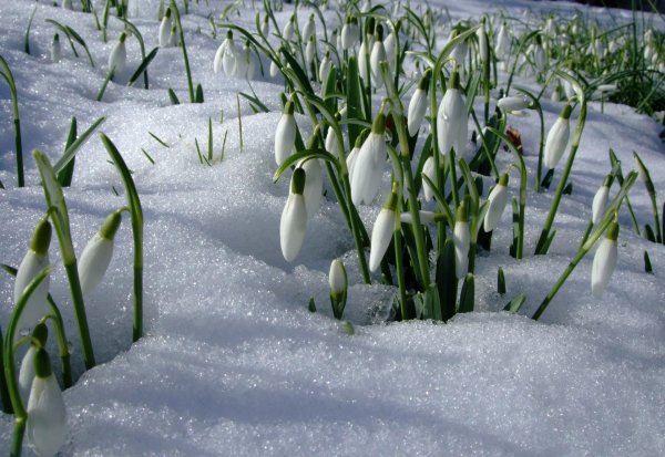 красивые подснежники