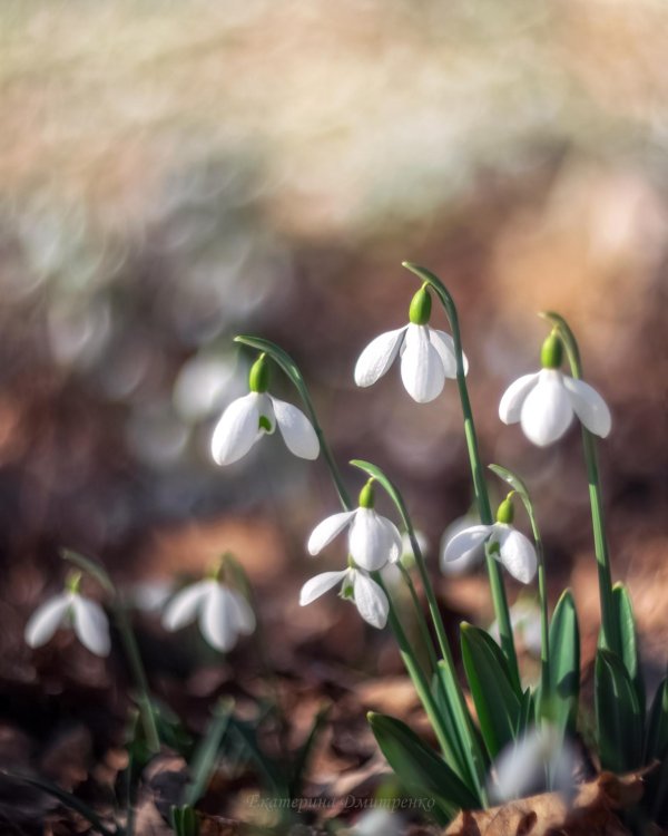 первоцветы подснежники