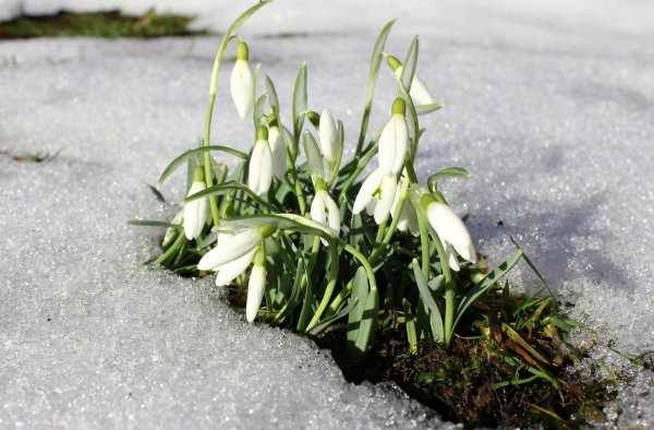 день подснежника