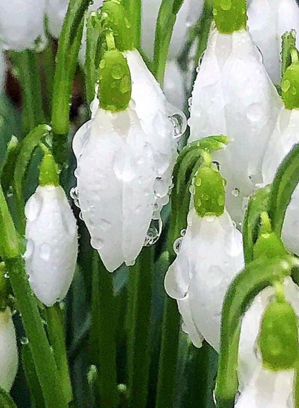 пролеска крокус галантус