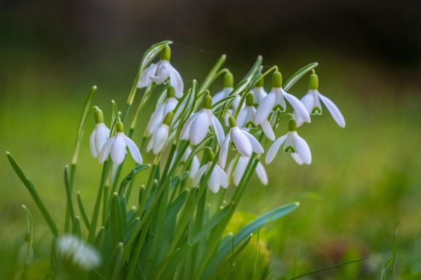 раннецветущие растения подснежник