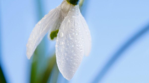 весенние подснежники