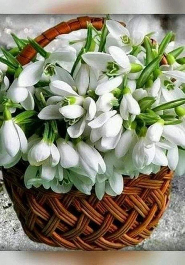 корзина подснежников