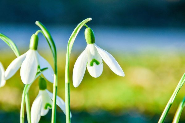белые подснежники