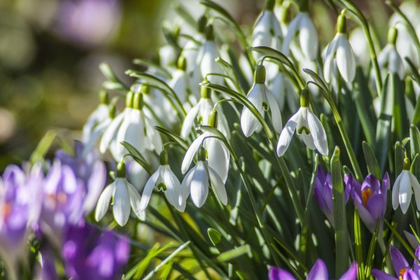 первоцветы подснежники