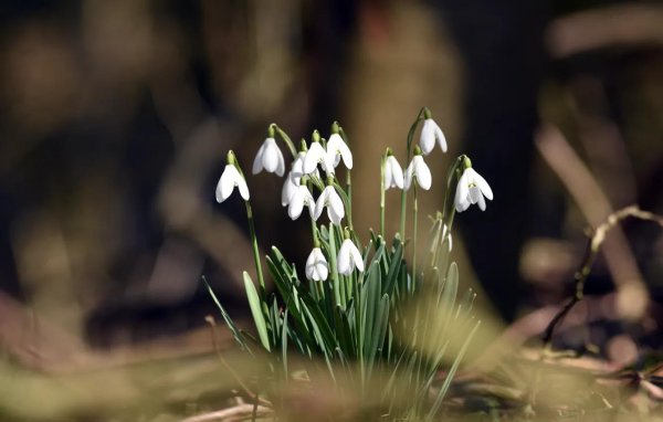 первоцветы подснежники