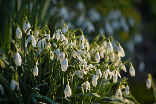 подснежники ранние
