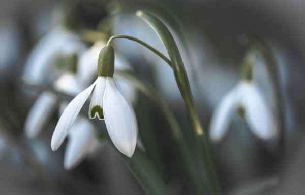 красивые подснежники