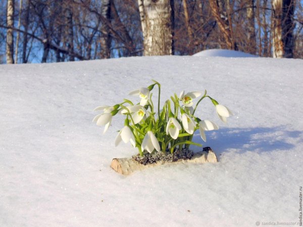 первоцветы подснежники